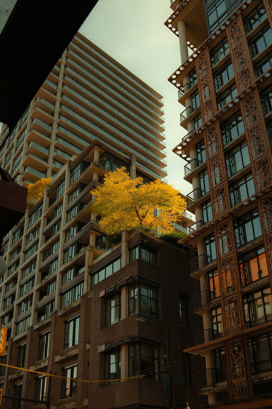 gallery-03 yellow-tree-on-a-building-surrounded-by-urban-architecture-znkotwh6ljg
